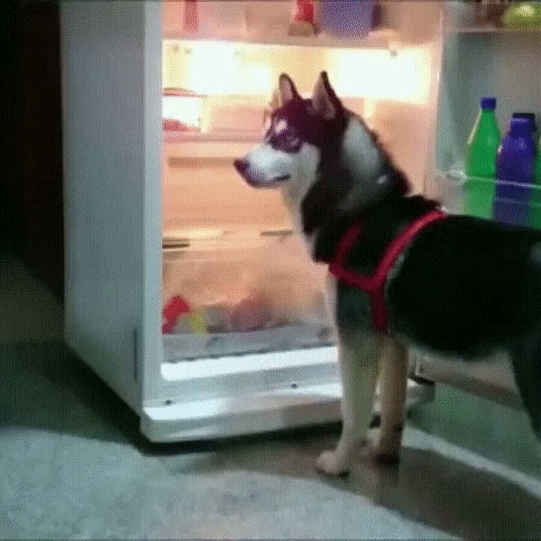 Perro entrando en frigorífico