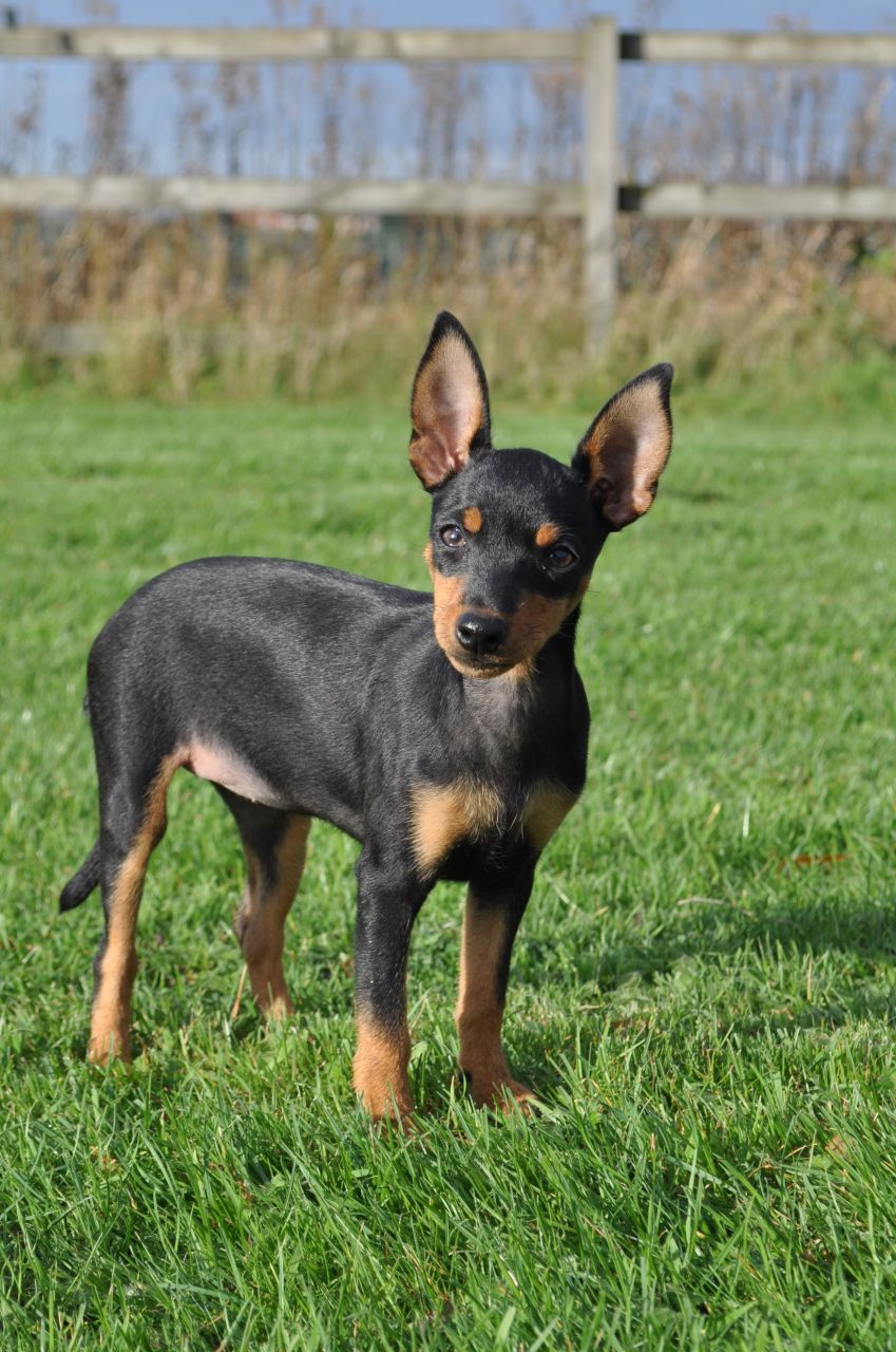 English Toy Terrier A Complete Dog Breed Guide (2020) Pups4Sale